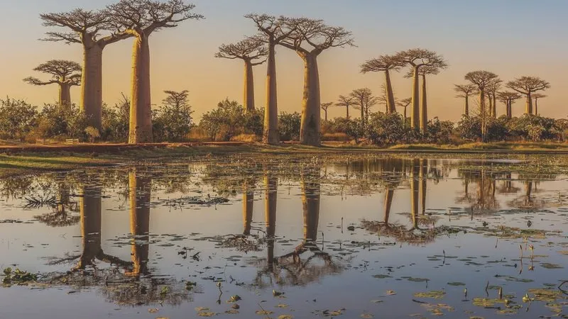 Ile czasu zajmuje lot z Poznania na Malowniczy Madagaskar?