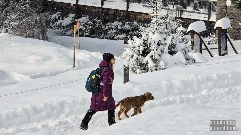 Jak zorganizować podróż psa z Turcji do Polski? Poradnik dla właścicieli
