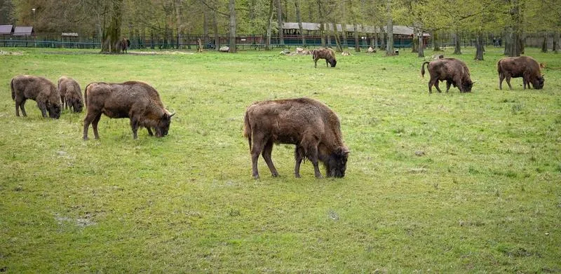 Białowieża atrakcje