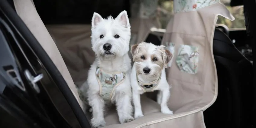 Organizacja podróży z psem