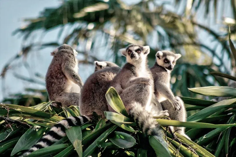 Podróż na Madagaskar